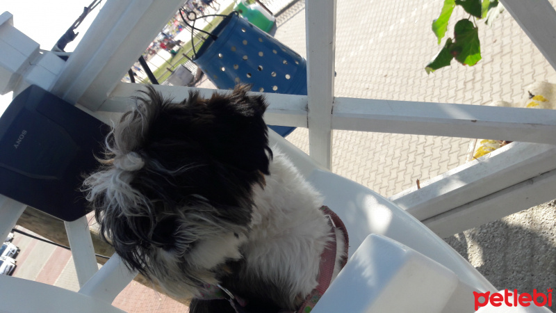 Shih Tzu, Köpek  Maya fotoğrafı