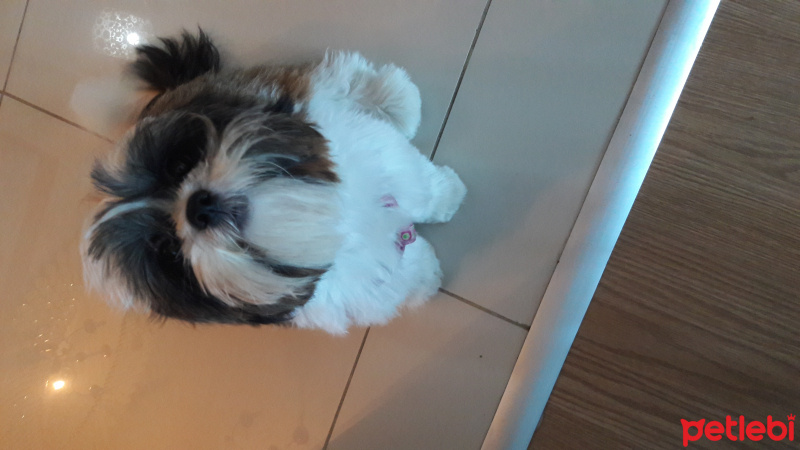 Shih Tzu, Köpek  Maya fotoğrafı