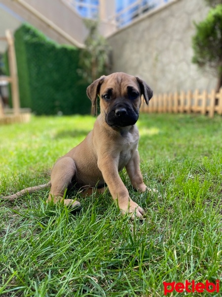 Presa Canario, Köpek  Lili fotoğrafı