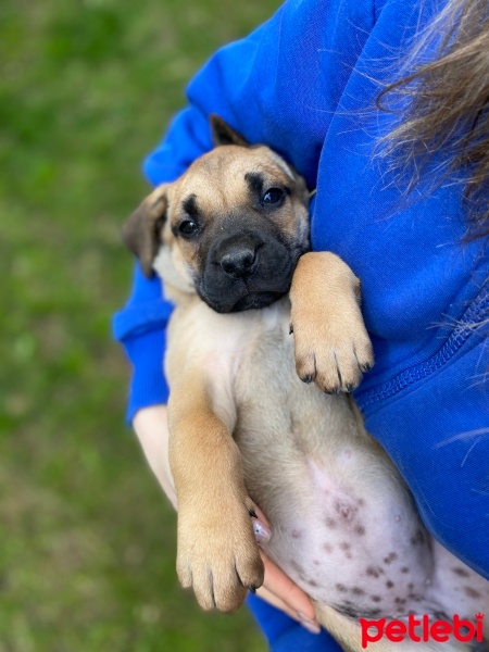 Presa Canario, Köpek  Lili fotoğrafı