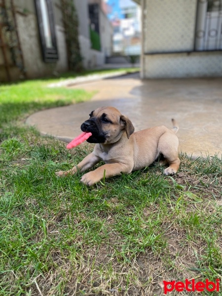 Presa Canario, Köpek  Lili fotoğrafı