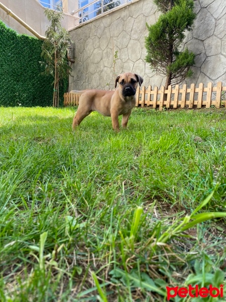 Presa Canario, Köpek  Lili fotoğrafı
