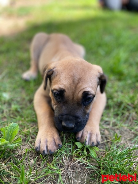 Presa Canario, Köpek  Lili fotoğrafı