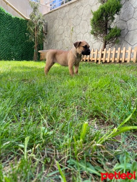Presa Canario, Köpek  Lili fotoğrafı