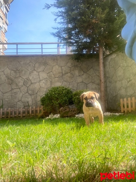 Presa Canario, Köpek  Lili fotoğrafı
