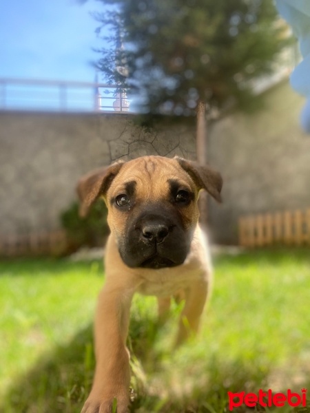 Presa Canario, Köpek  Lili fotoğrafı