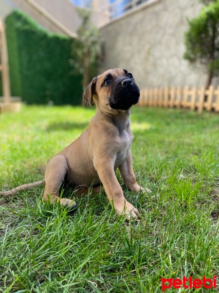 Presa Canario, Köpek  Lili fotoğrafı