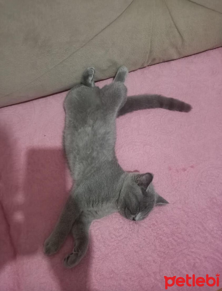 Scottish Fold, Kedi  Leydi fotoğrafı
