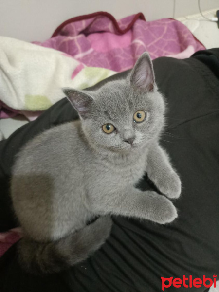 Scottish Fold, Kedi  Leydi fotoğrafı