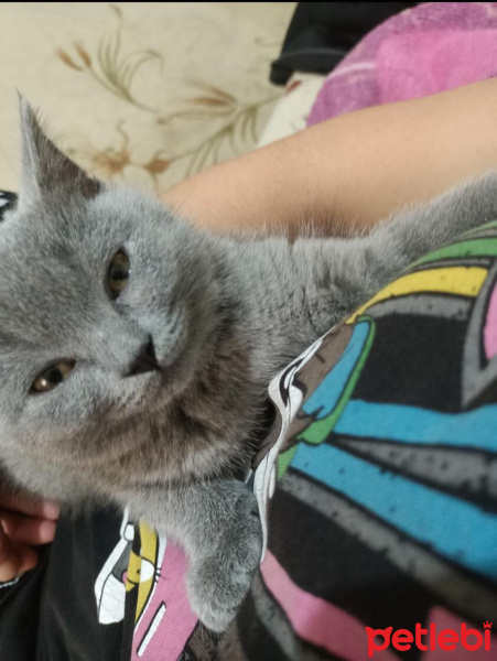 Scottish Fold, Kedi  Leydi fotoğrafı