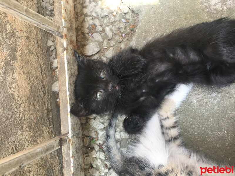 Bombay, Kedi  Zeytin fotoğrafı