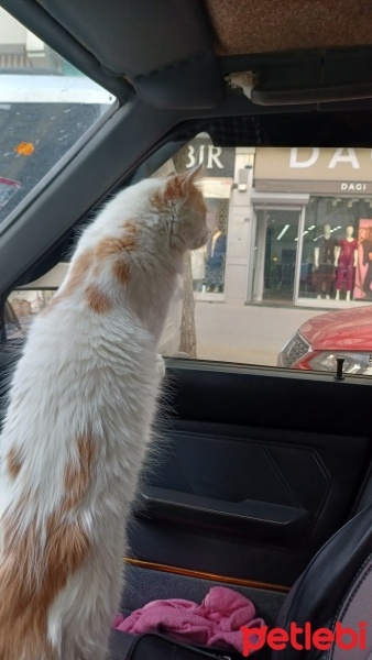 Tekir Kedi, Kedi  Badem fotoğrafı