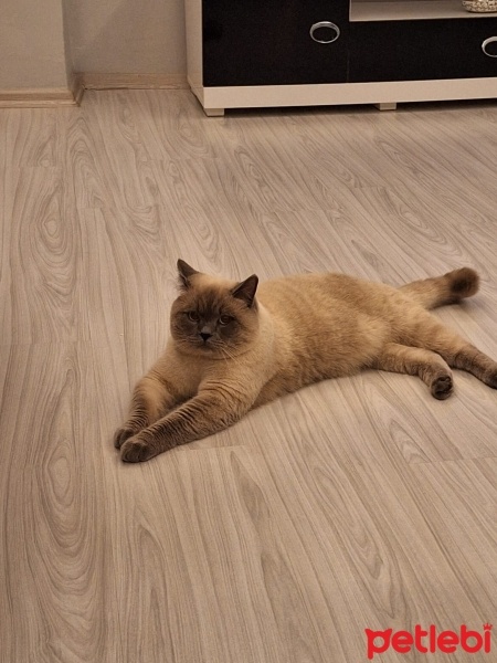 British Shorthair, Kedi  Bulut fotoğrafı