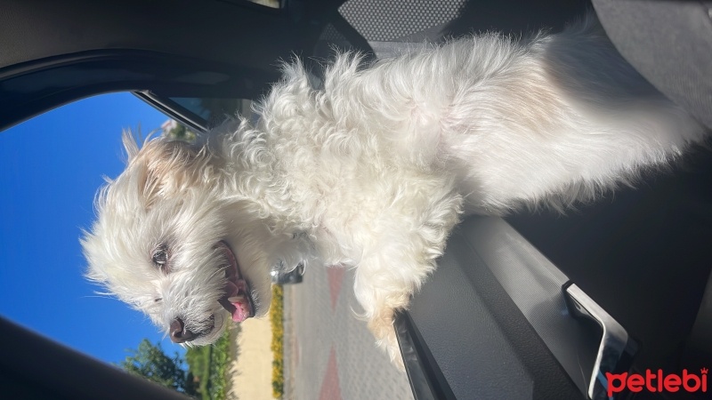 Maltese, Köpek  Bingo fotoğrafı