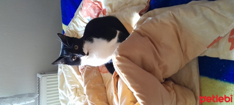 Tekir Kedi, Kedi  Şimşek fotoğrafı