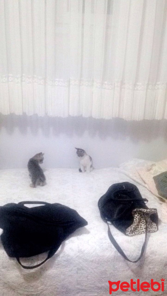 Tekir Kedi, Kedi  Mişi  fotoğrafı