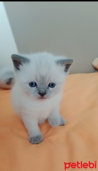 Scottish Fold, Kedi  Pamuk fotoğrafı
