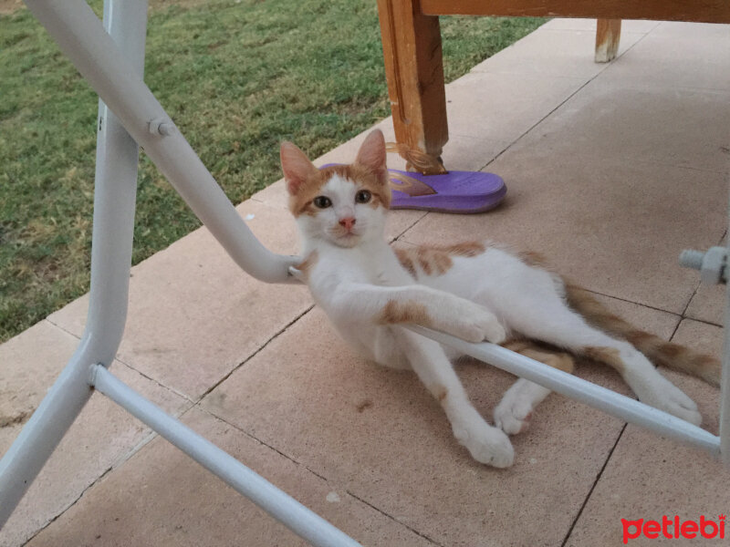 Ankara Kedisi, Kedi  Cesur fotoğrafı