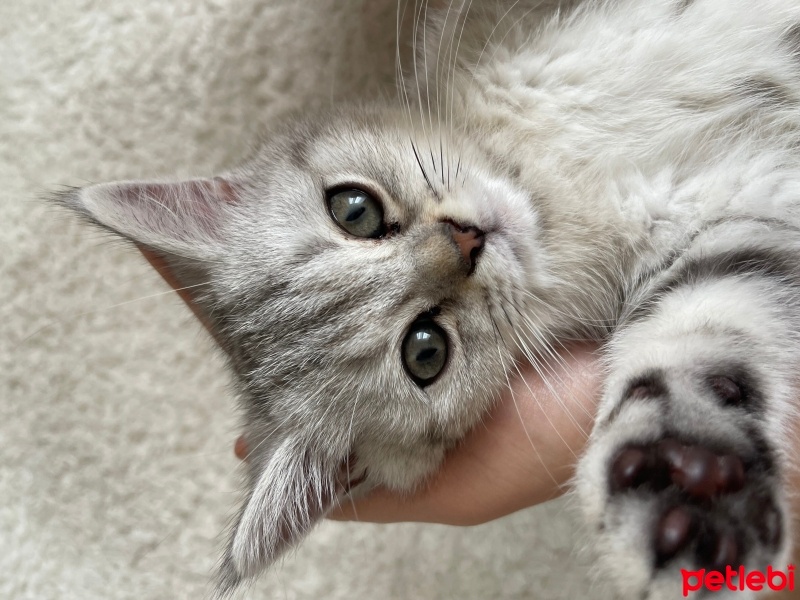 British Shorthair, Kedi  İsimsiz fotoğrafı