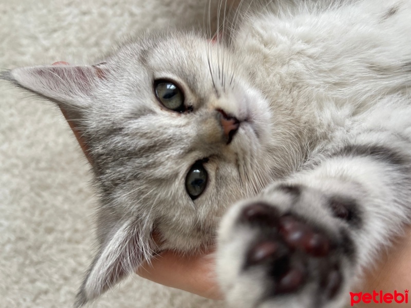 British Shorthair, Kedi  İsimsiz fotoğrafı