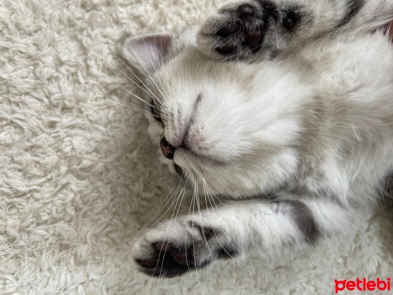 British Shorthair, Kedi  İsimsiz fotoğrafı