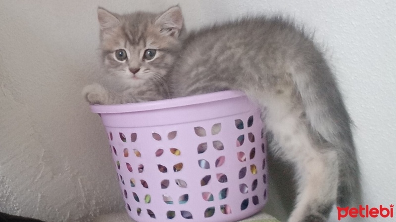 British Shorthair, Kedi  ısmını sen ver fotoğrafı