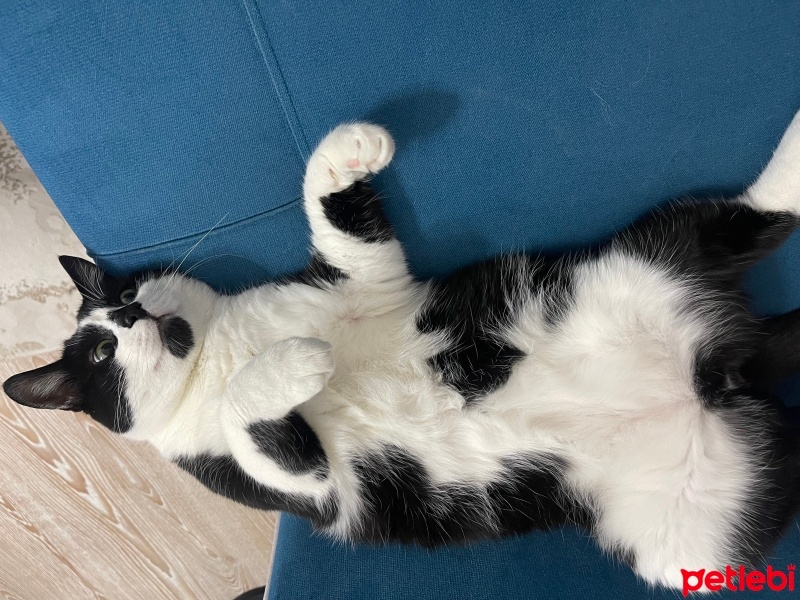Tekir Kedi, Kedi  Paşa fotoğrafı