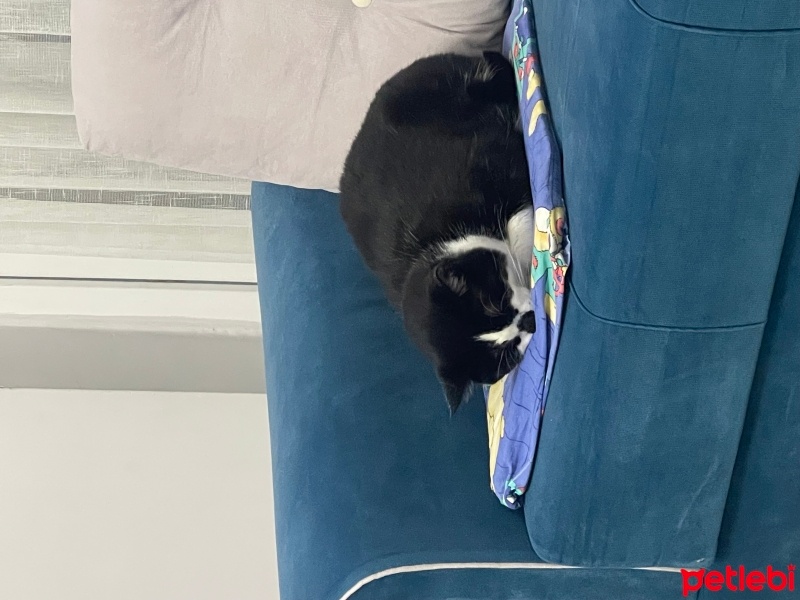 Tekir Kedi, Kedi  Paşa fotoğrafı
