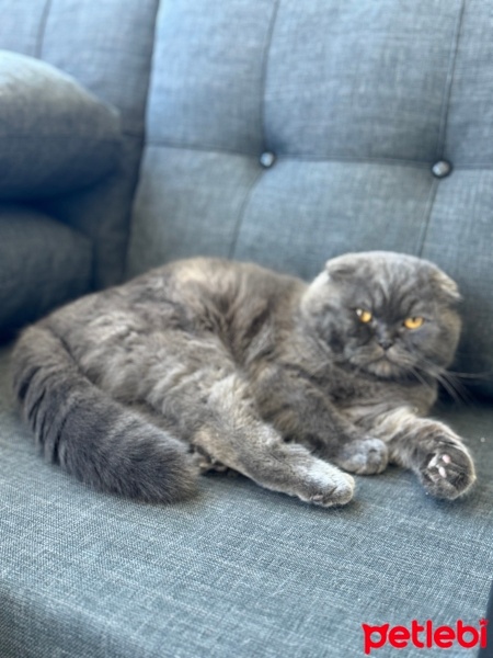 Scottish Fold, Kedi  Leon fotoğrafı