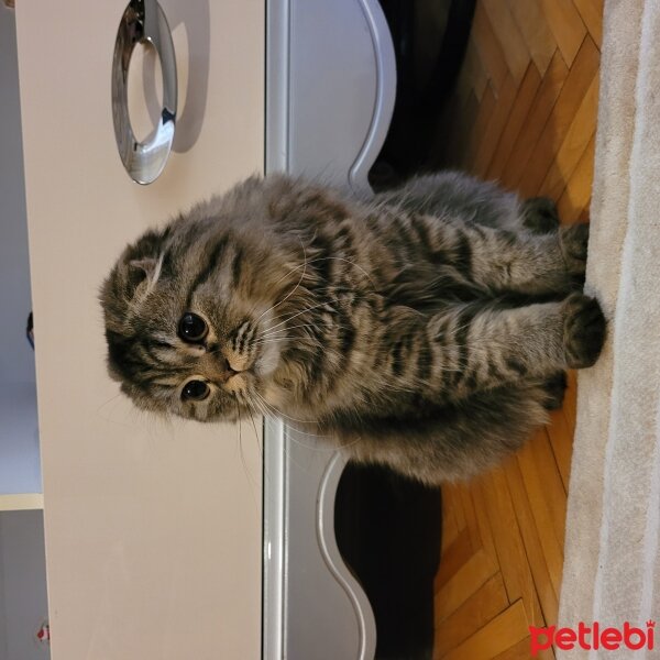 Scottish Fold, Kedi  Daisy fotoğrafı