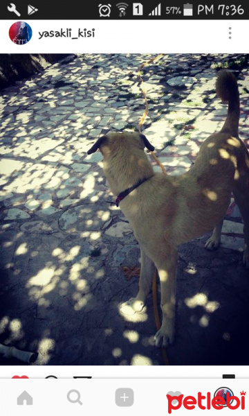 Kangal, Köpek  Paşa  fotoğrafı