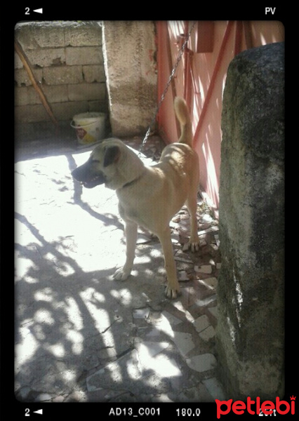 Kangal, Köpek  Paşa  fotoğrafı