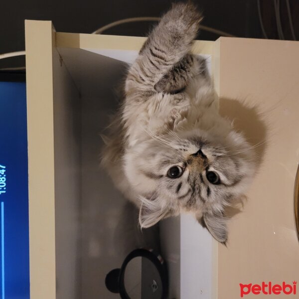 British Longhair, Kedi  Yuki fotoğrafı