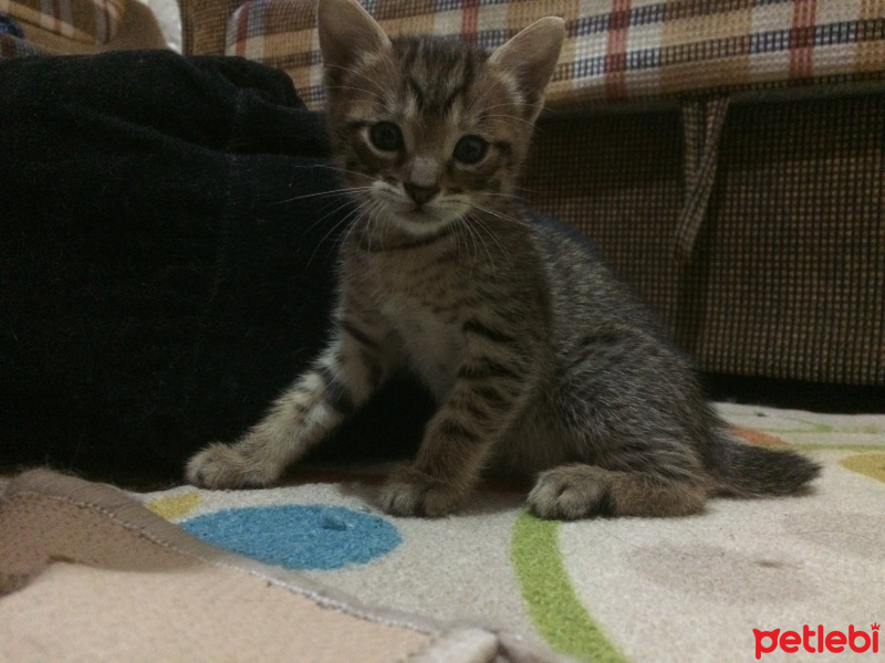 Tekir Kedi, Kedi  İsimsiz kahramanlar :) fotoğrafı