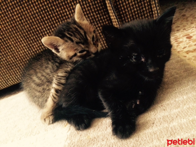 Tekir Kedi, Kedi  İsimsiz kahramanlar :) fotoğrafı