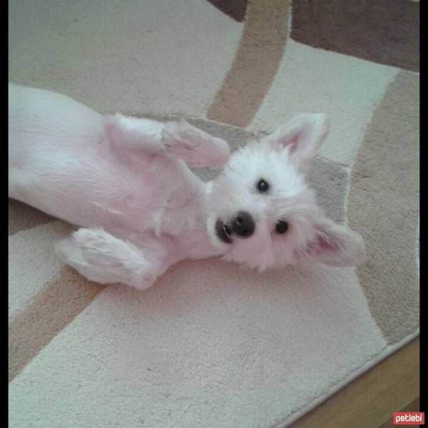 West Highland White Terrier, Köpek  ice fotoğrafı