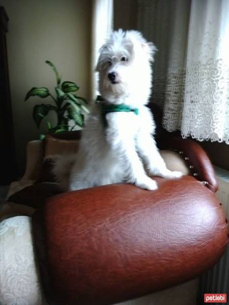 West Highland White Terrier, Köpek  ice fotoğrafı