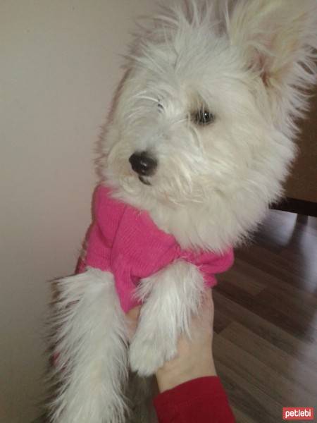 West Highland White Terrier, Köpek  ice fotoğrafı