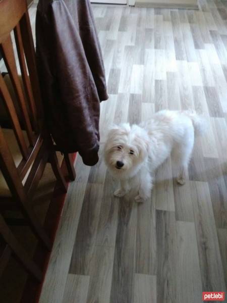 West Highland White Terrier, Köpek  ice fotoğrafı