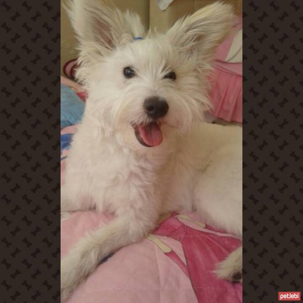 West Highland White Terrier, Köpek  ice fotoğrafı