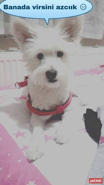 West Highland White Terrier, Köpek  ice fotoğrafı