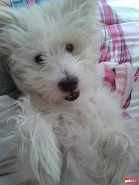 West Highland White Terrier, Köpek  ice fotoğrafı