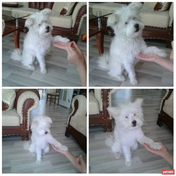 West Highland White Terrier, Köpek  ice fotoğrafı