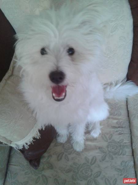 West Highland White Terrier, Köpek  ice fotoğrafı