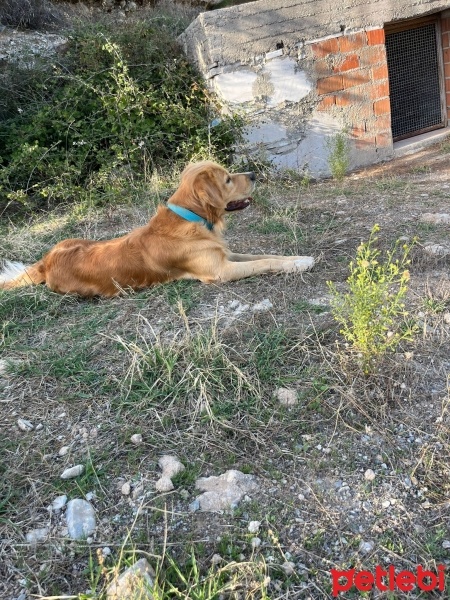 Golden Retriever, Köpek  oscar fotoğrafı