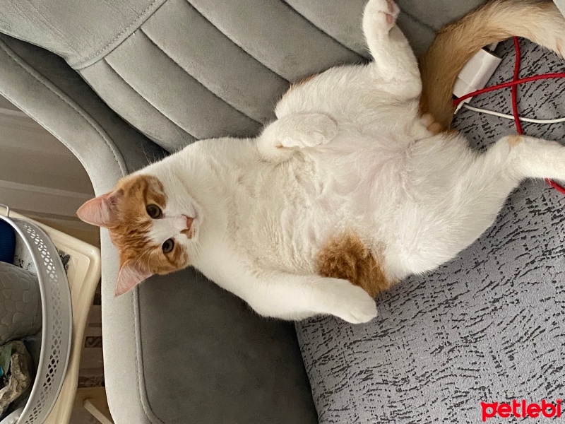 Sarman, Kedi  Mısır fotoğrafı