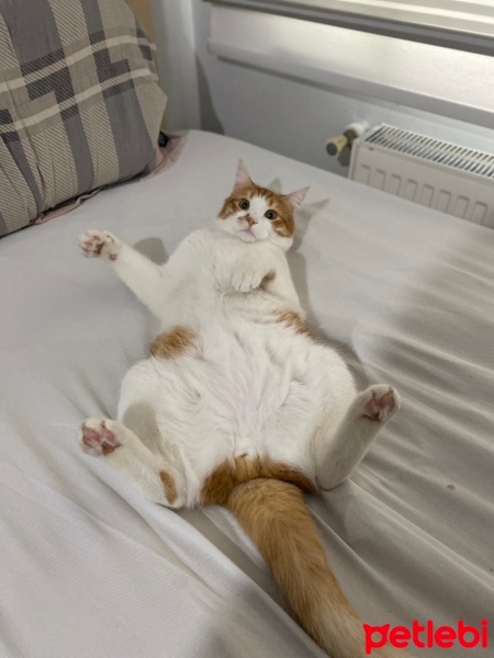 Sarman, Kedi  Mısır fotoğrafı