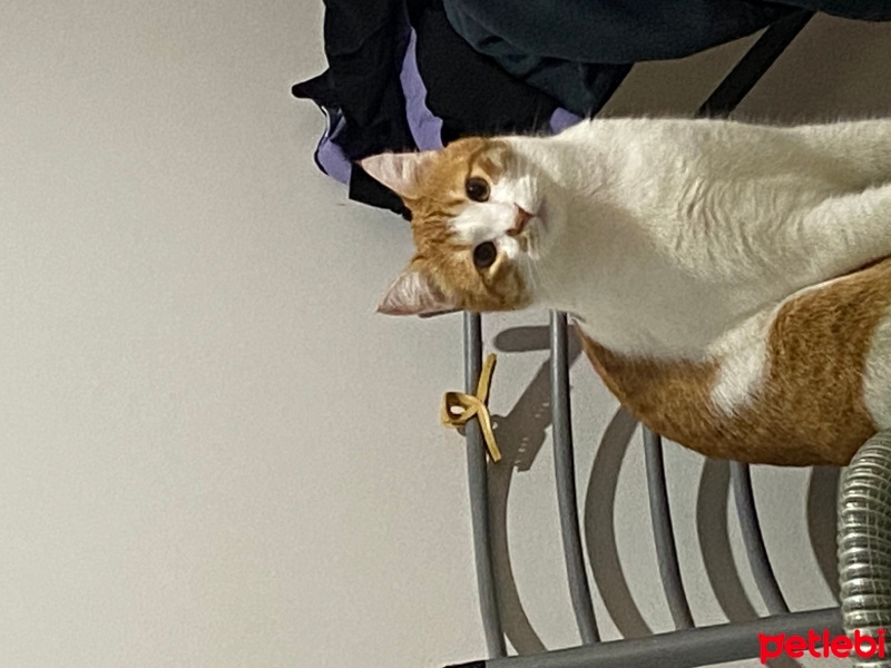 Sarman, Kedi  Mısır fotoğrafı