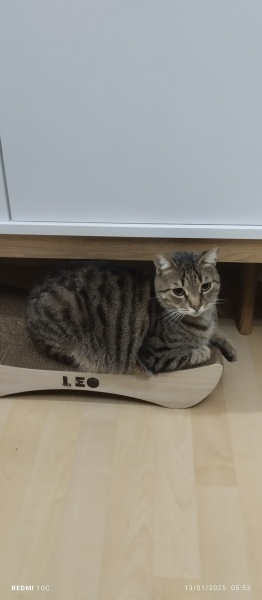 Tekir Kedi, Kedi  LEO fotoğrafı