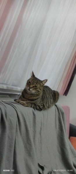Tekir Kedi, Kedi  LEO fotoğrafı
